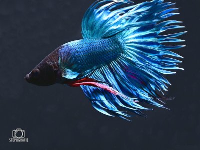 Betta splendens Crowntail Kampffisch: Männchen blau